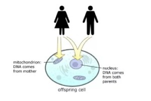 rol ADN mitocondrial