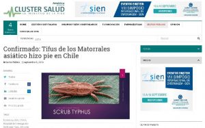 Confirmado. Tifus de los Matorrales asiático hizo pie en Chile