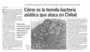 Cómo es la temida bacteria asiática que ataca en Chiloé