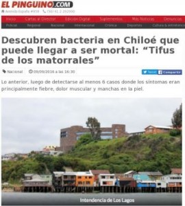 Descubren bacteria en Chiloé que puede llegar a ser mortal- “Tifus de los matorrales”