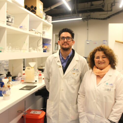Investigadores UDD diseñan compuestos contra el cáncer a partir de la corteza del plátano oriental